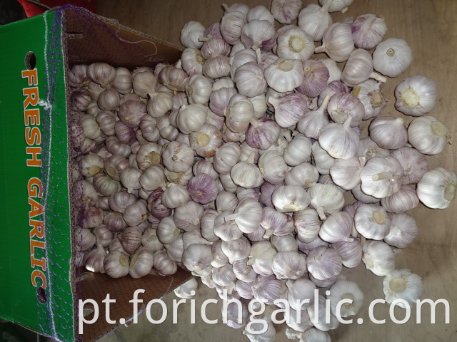 Regular Garlic Price